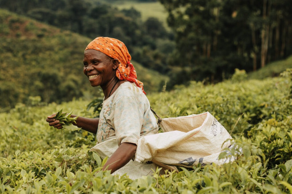 kazi-yetu-tea-farmer-plucking-tea-leaves-by-hand