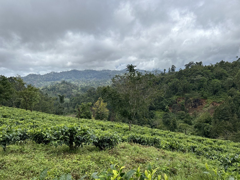 kazi-yetu-sakare-tea-coop-tea-fields